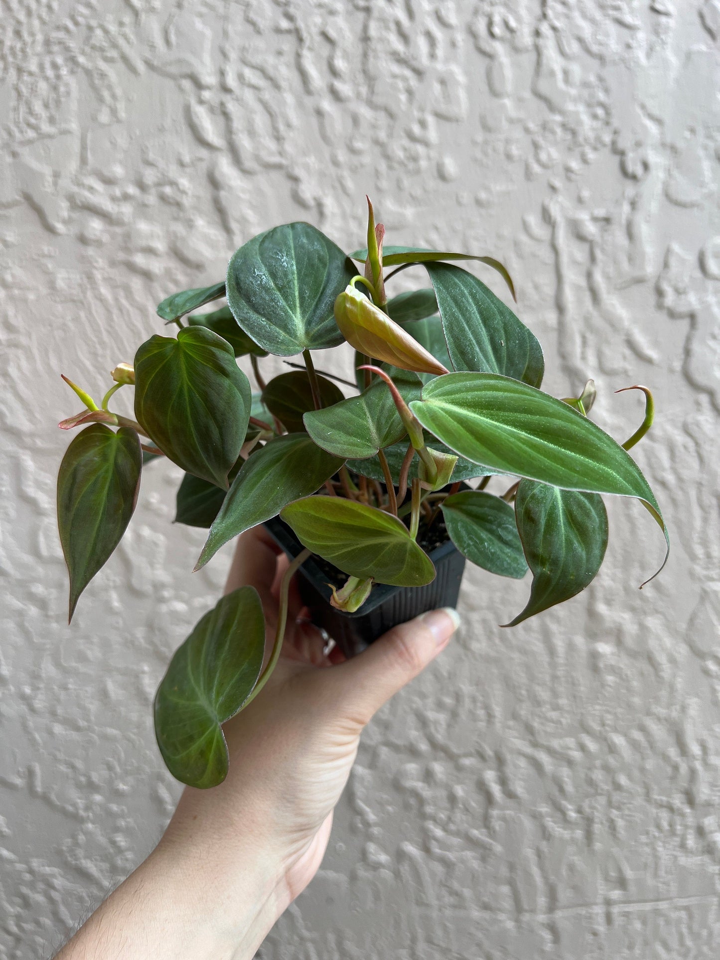 Micans Philodendron 2” Starter