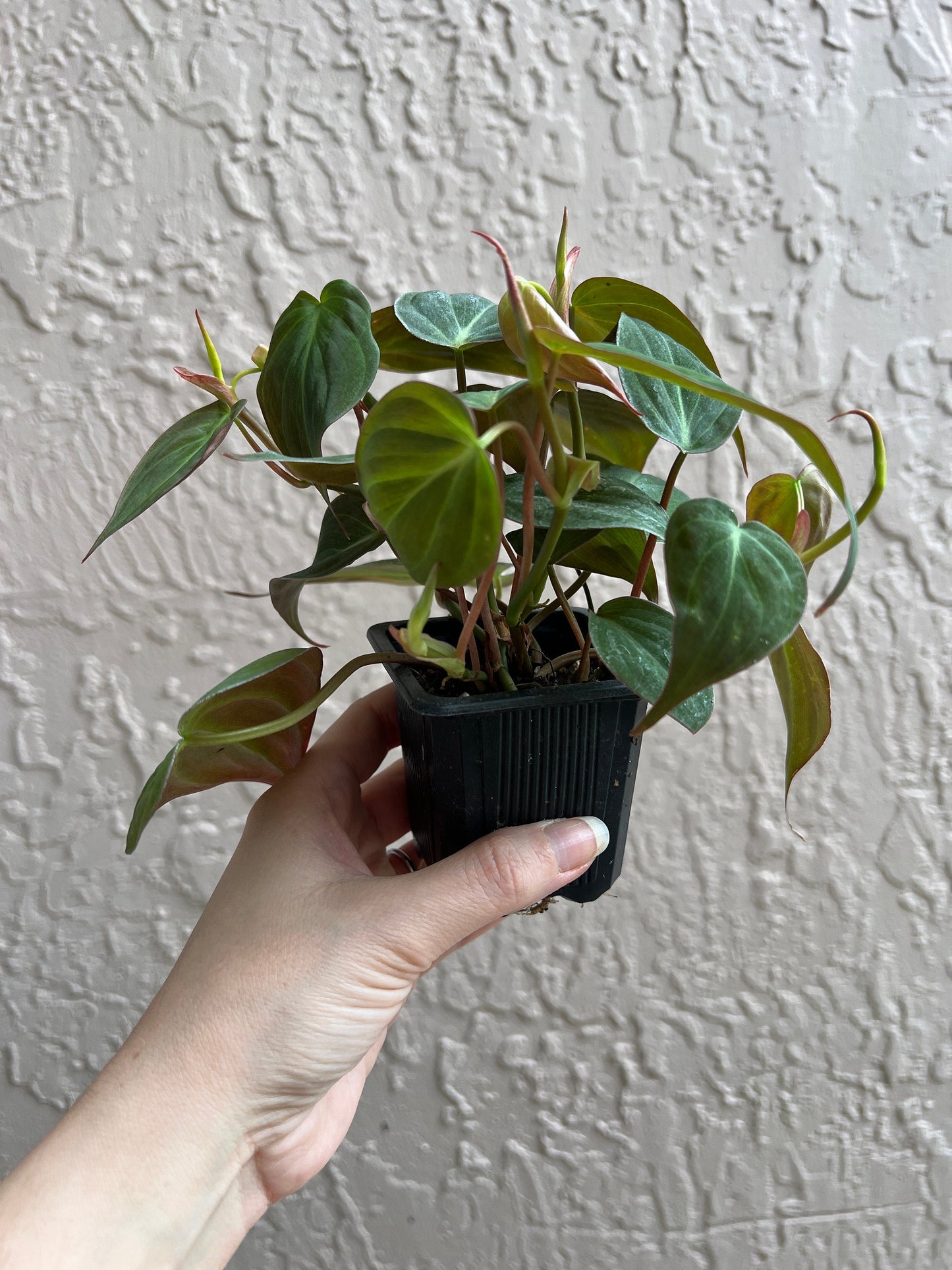 Micans Philodendron 2” Starter