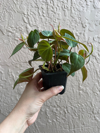 Micans Philodendron 2” Starter