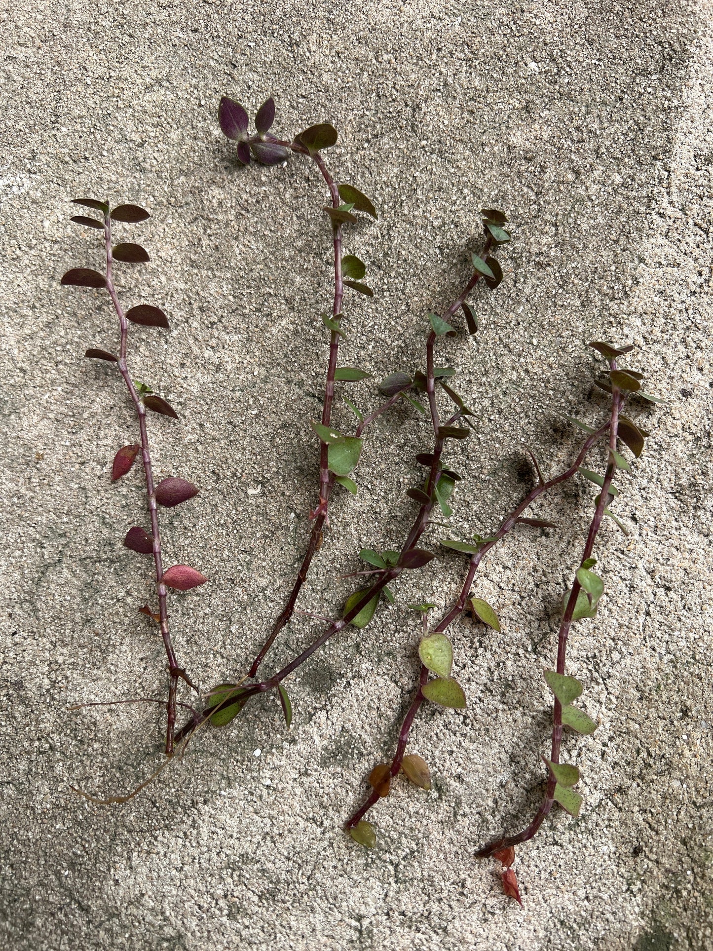 Callisia Repens Turtle Vine Cuttings