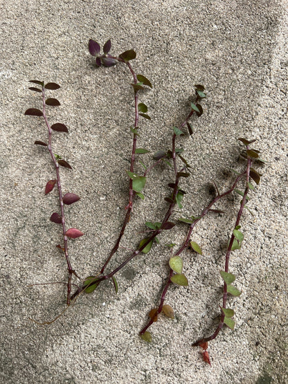 Callisia Repens Turtle Vine Cuttings