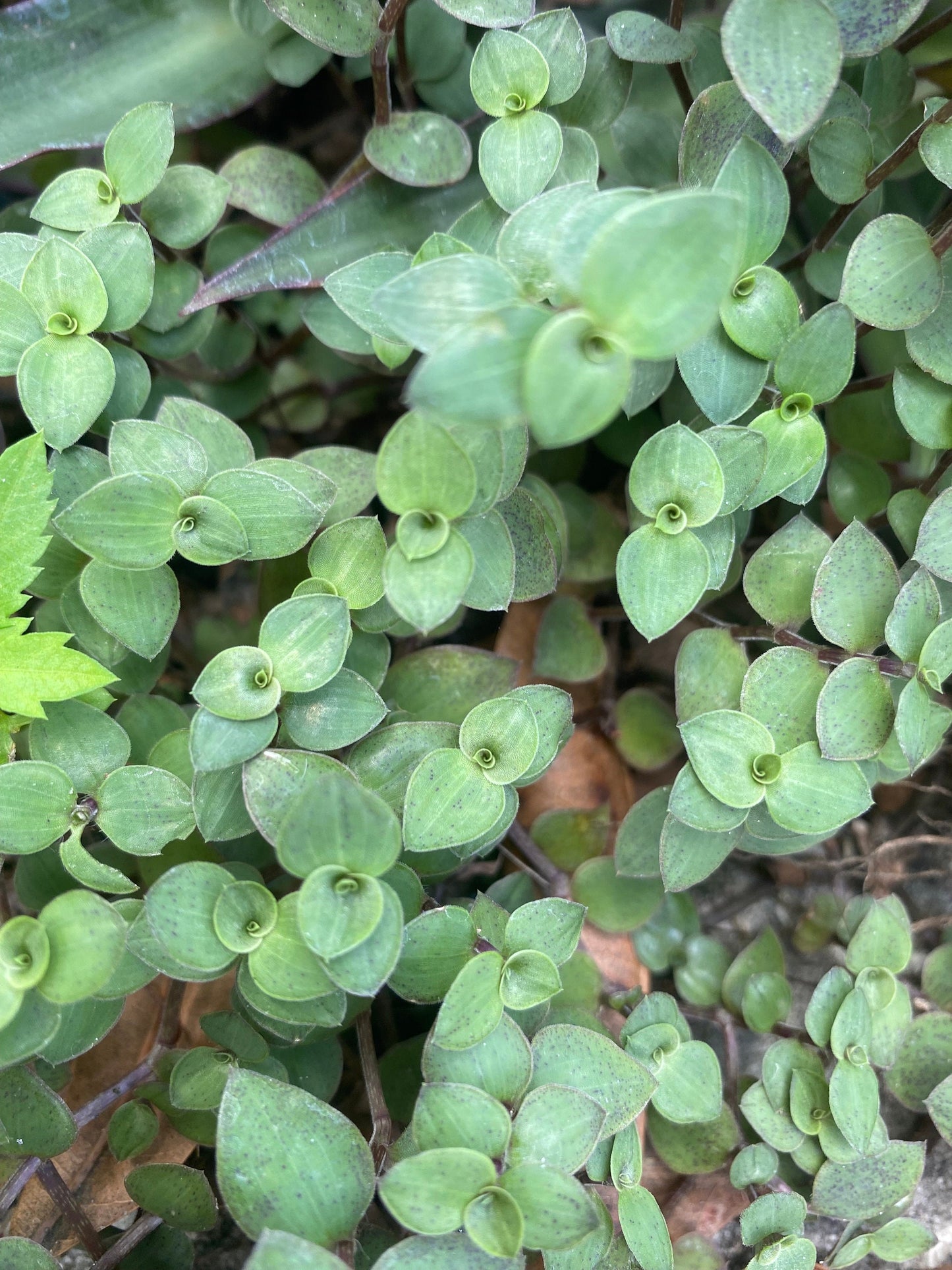Callisia Repens Turtle Vine Cuttings
