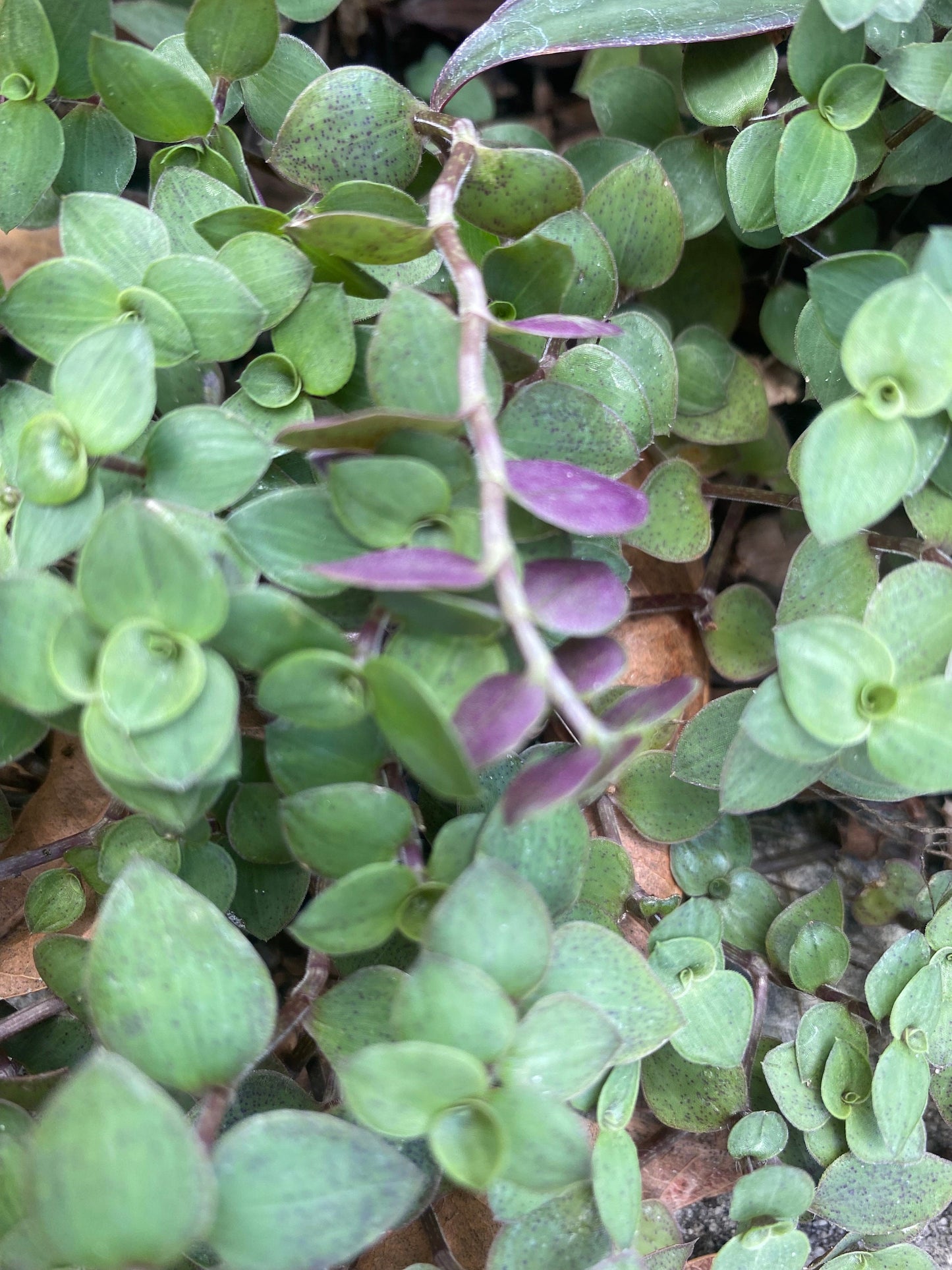 Callisia Repens Turtle Vine Cuttings