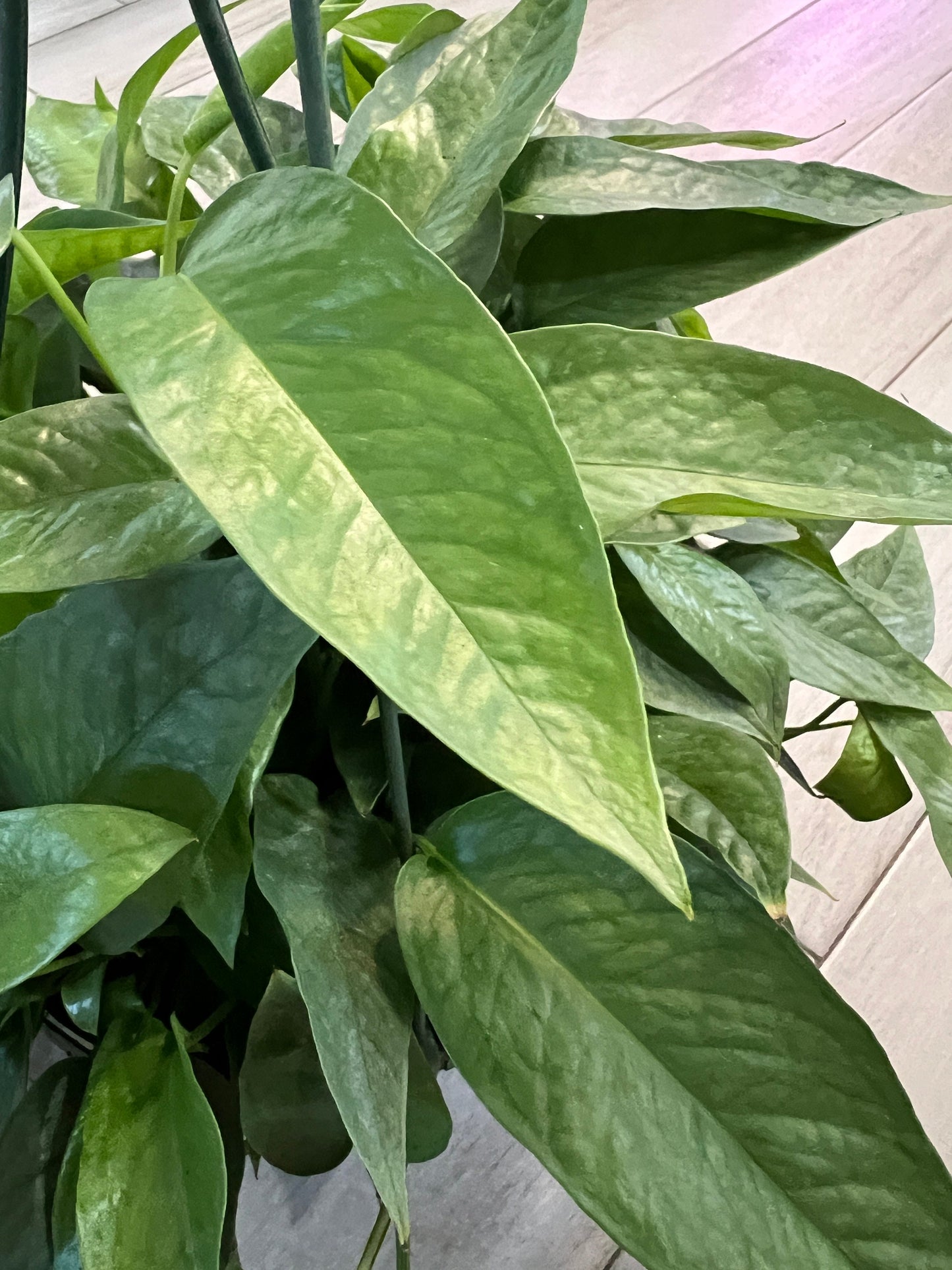 Cebu Blue Pothos Cutting