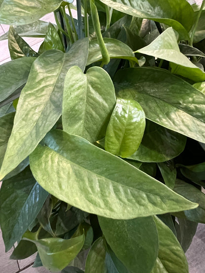 Cebu Blue Pothos Cutting