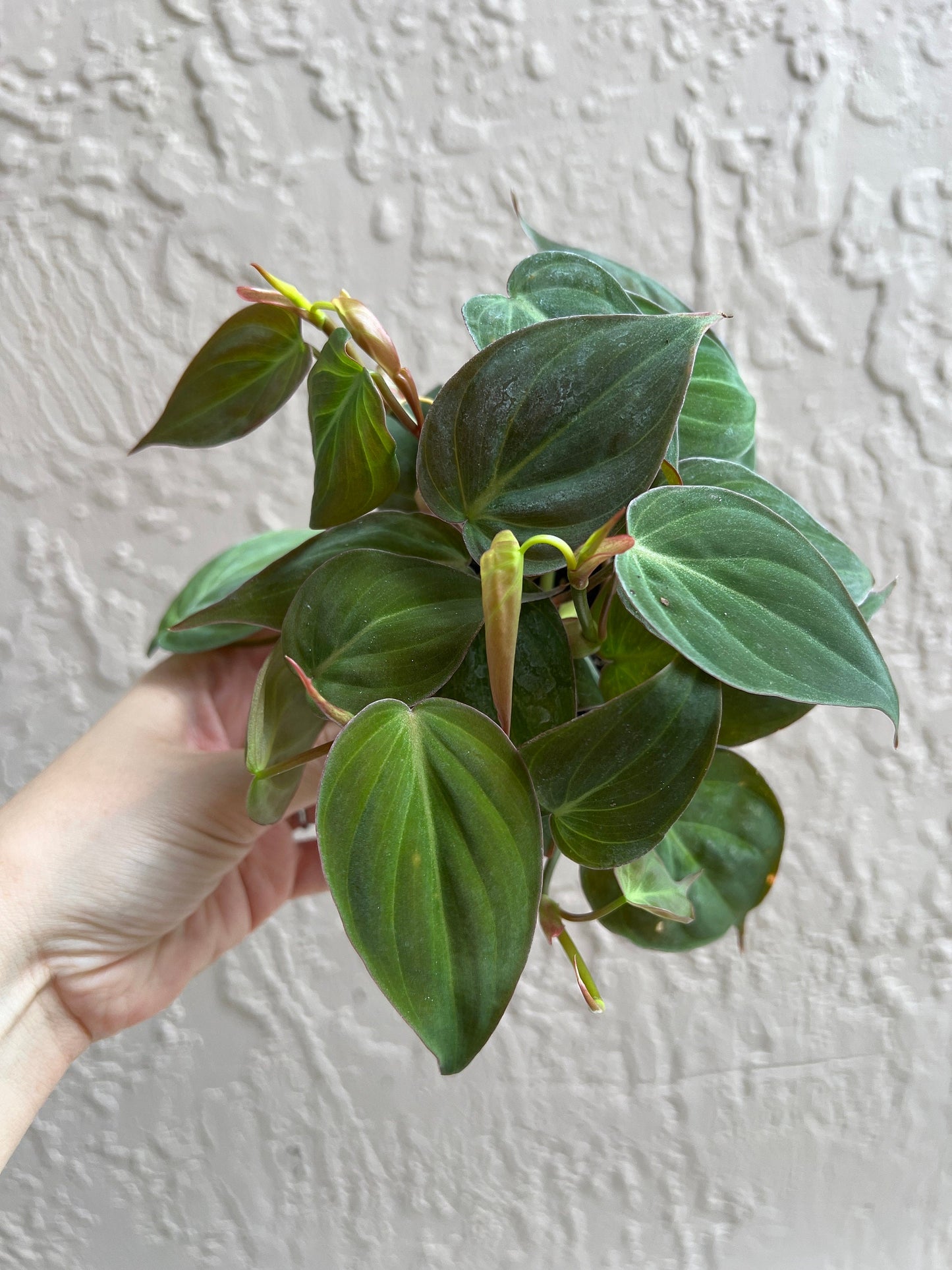 Micans Philodendron 2” Starter