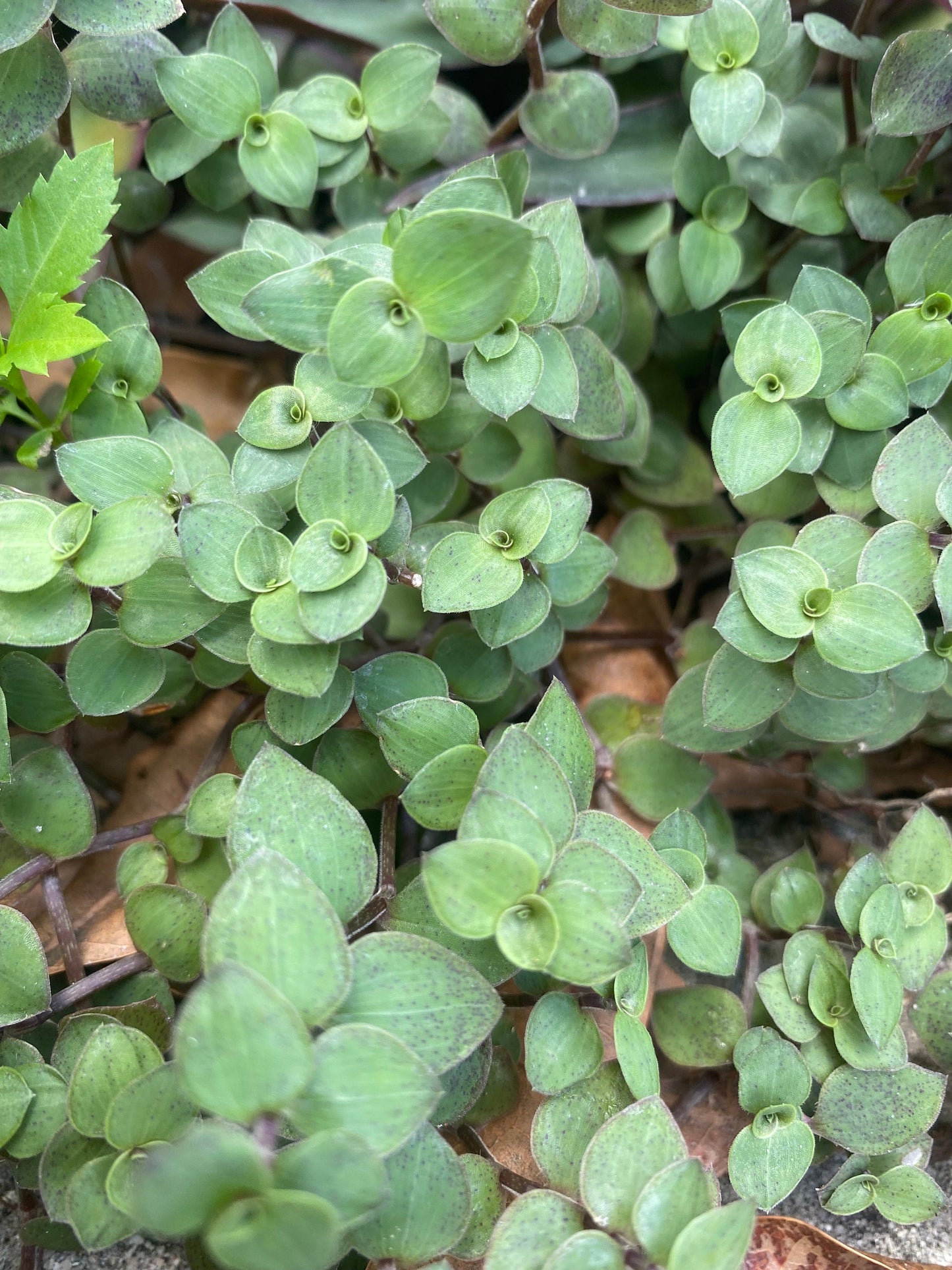 Callisia Repens Turtle Vine Cuttings