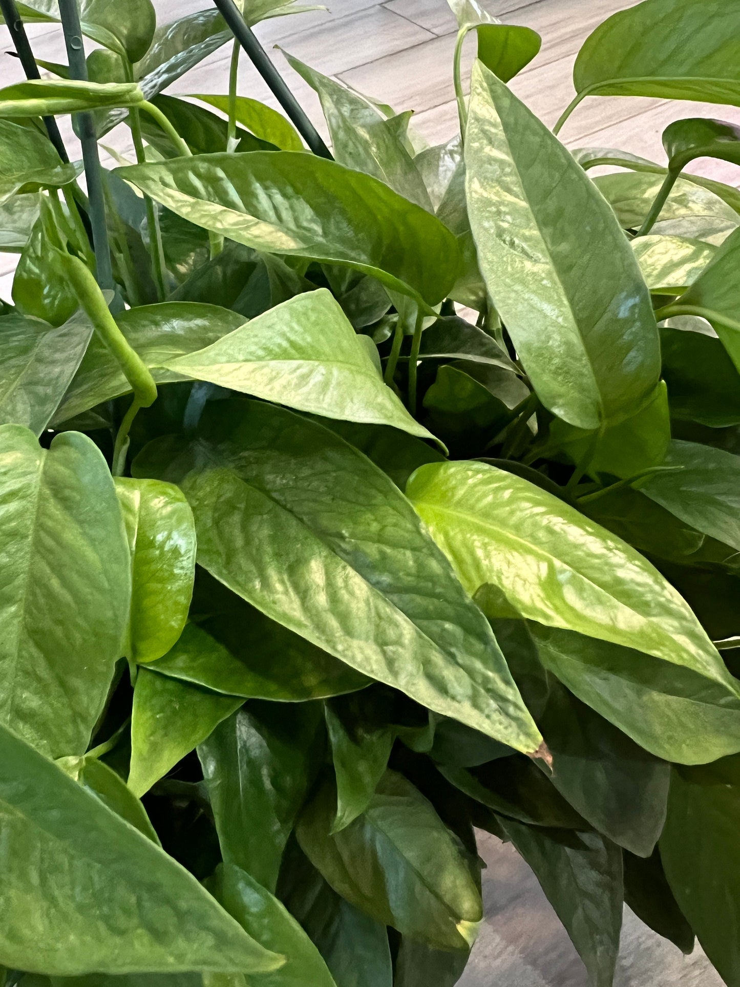 Cebu Blue Pothos Cutting