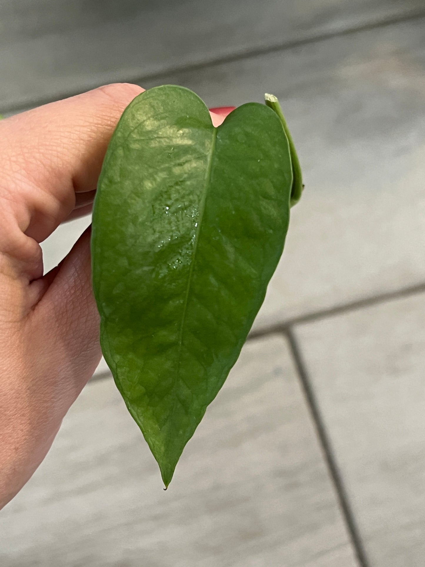 Cebu Blue Pothos Cutting