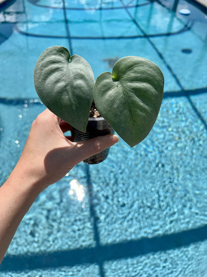 Scindapsus 'Platinum' Starter