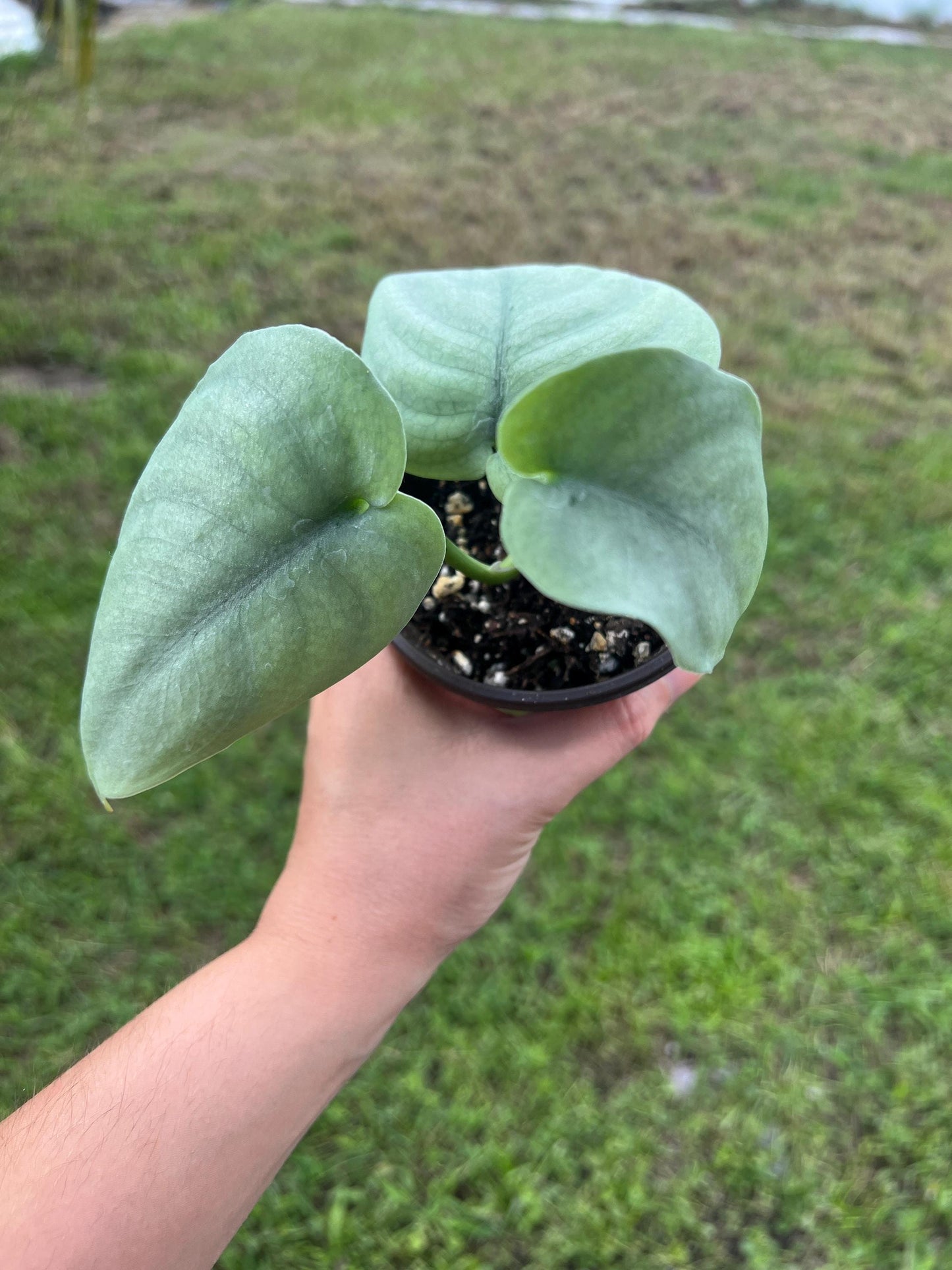 Scindapsus 'Platinum' Starter