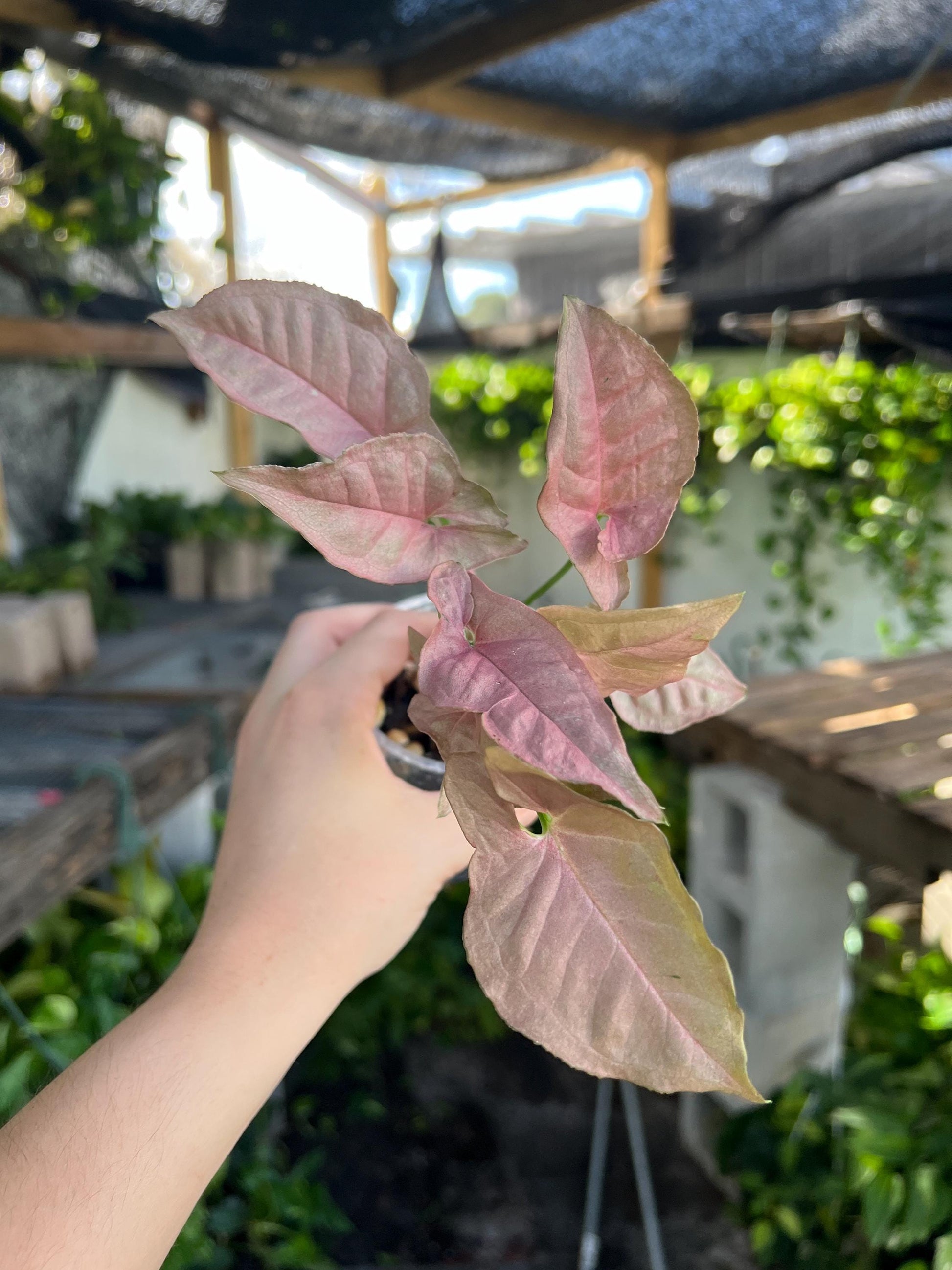Pink Syngonium 3” plant, Neon Pink Syngonium rooted, easy care plant
