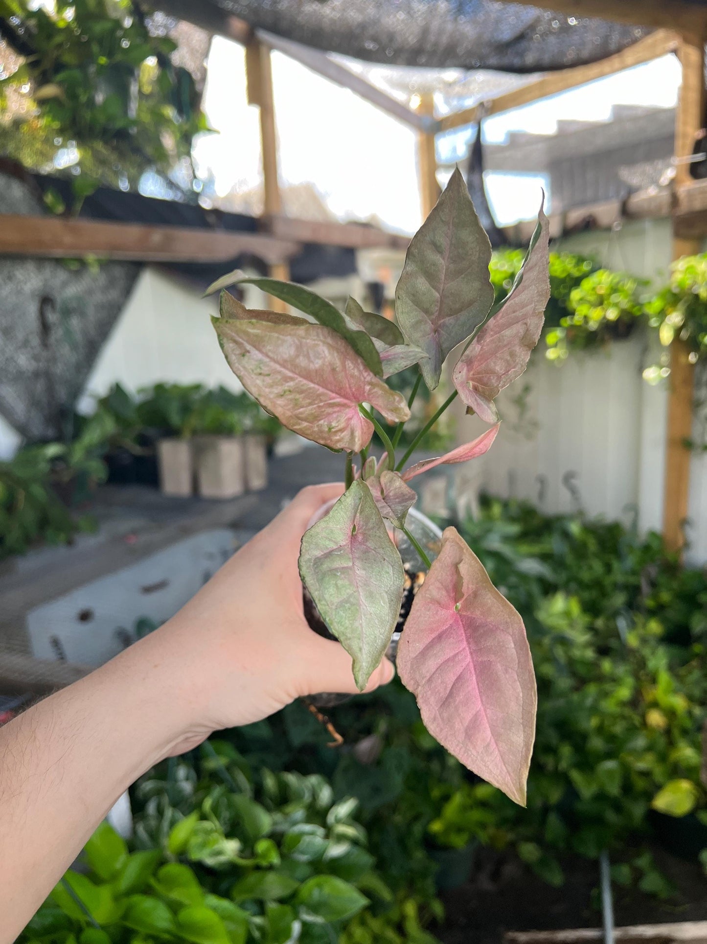Pink Syngonium 3” plant, Neon Pink Syngonium rooted, easy care plant