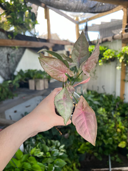Pink Syngonium 3” plant, Neon Pink Syngonium rooted, easy care plant