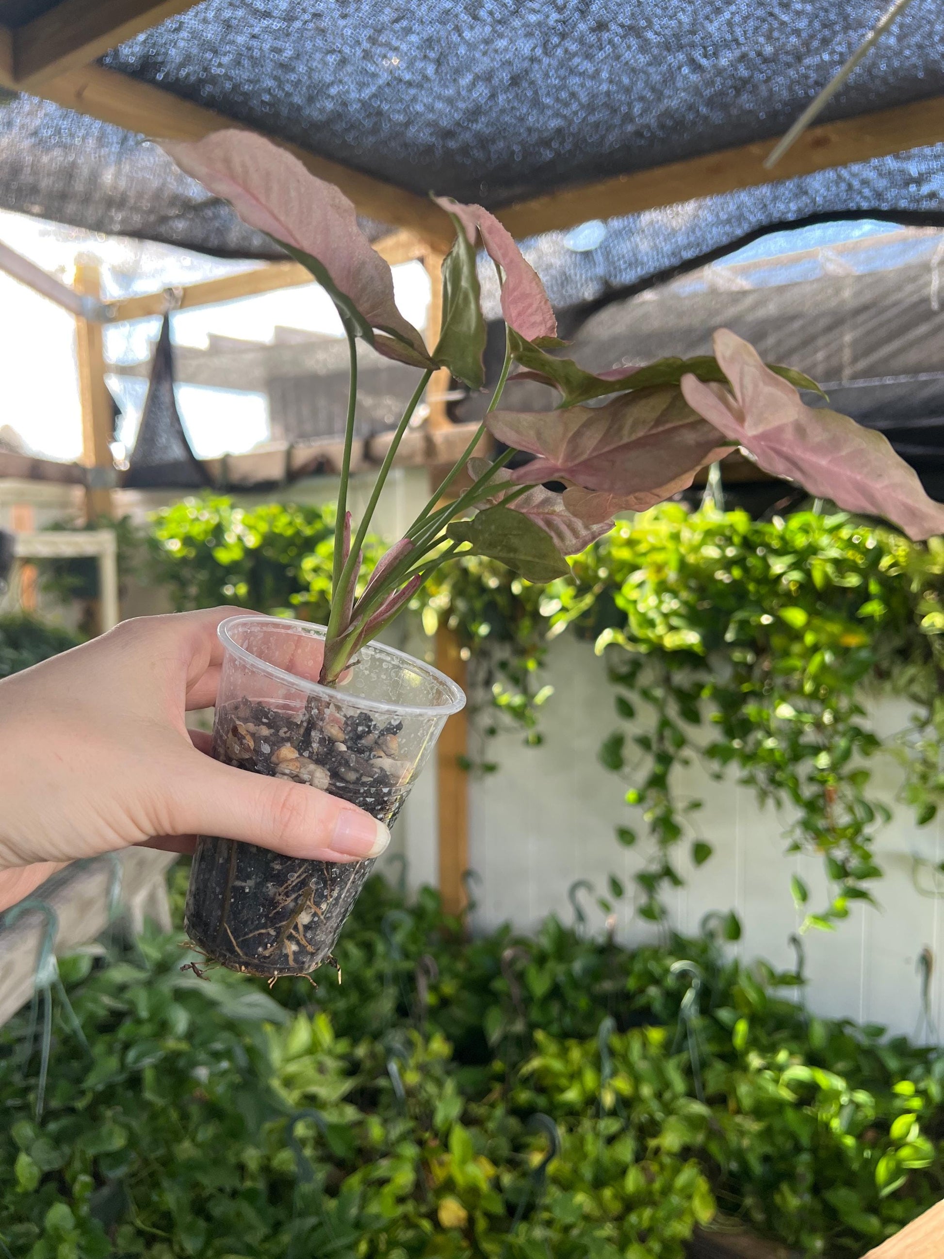 Pink Syngonium 3” plant, Neon Pink Syngonium rooted, easy care plant
