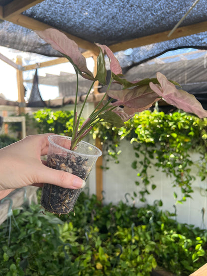 Pink Syngonium 3” plant, Neon Pink Syngonium rooted, easy care plant