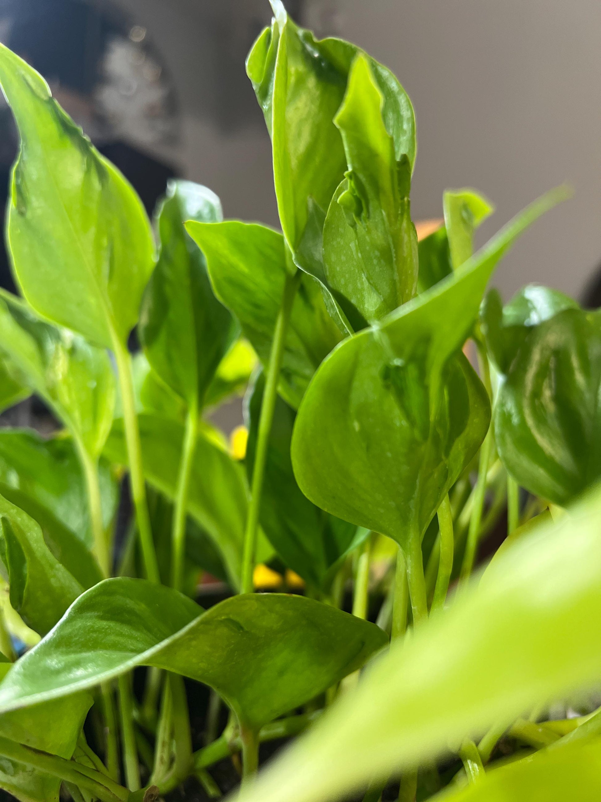 Champs-Elysees Pothos Cutting | Rare Epipremnum Clipping, Japan Teruno cuttings for propagation, live plant cuttings