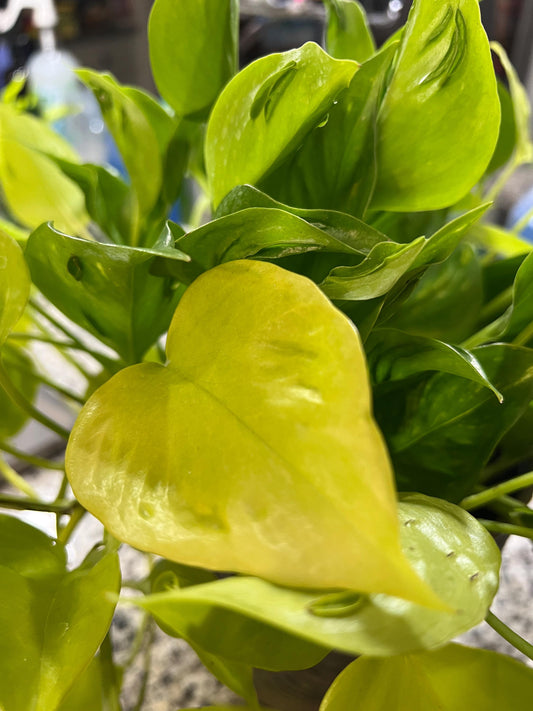 Champs-Elysees Pothos Cutting | Rare Epipremnum Clipping, Japan Teruno cuttings for propagation, live plant cuttings