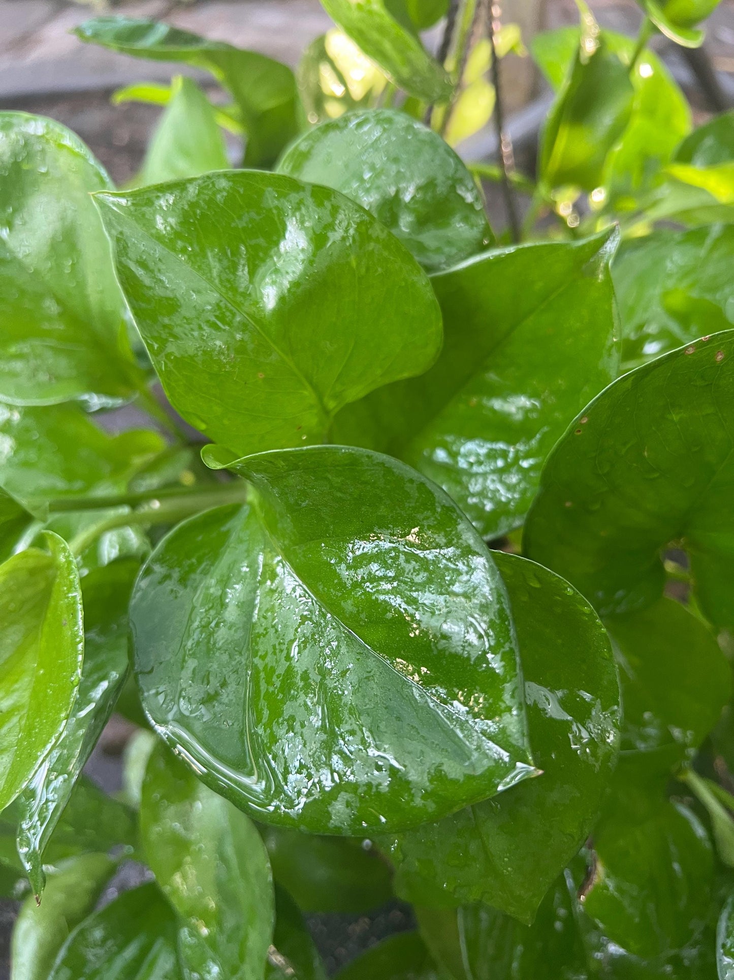 Greenjula Pothos Cutting | rare plants, plant cuttings for propagation, pothos cuttings