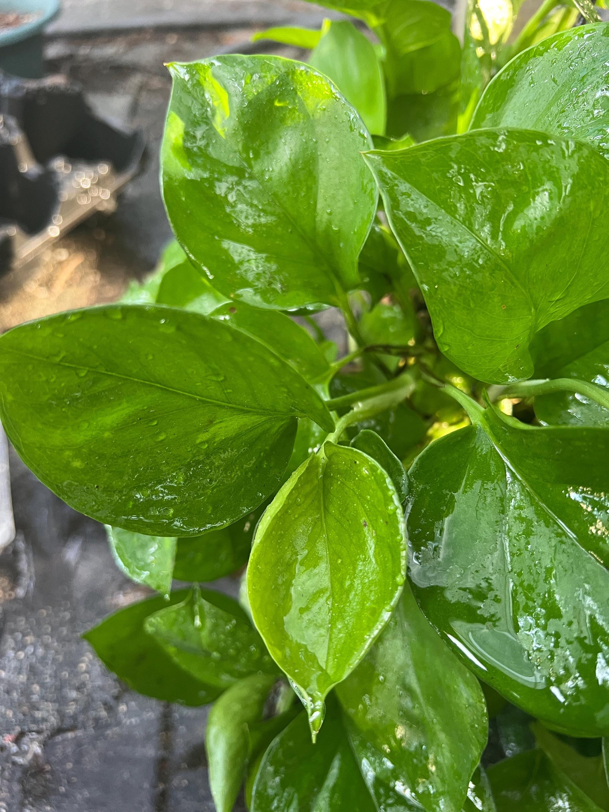 Greenjula Pothos Cutting | rare plants, plant cuttings for propagation, pothos cuttings