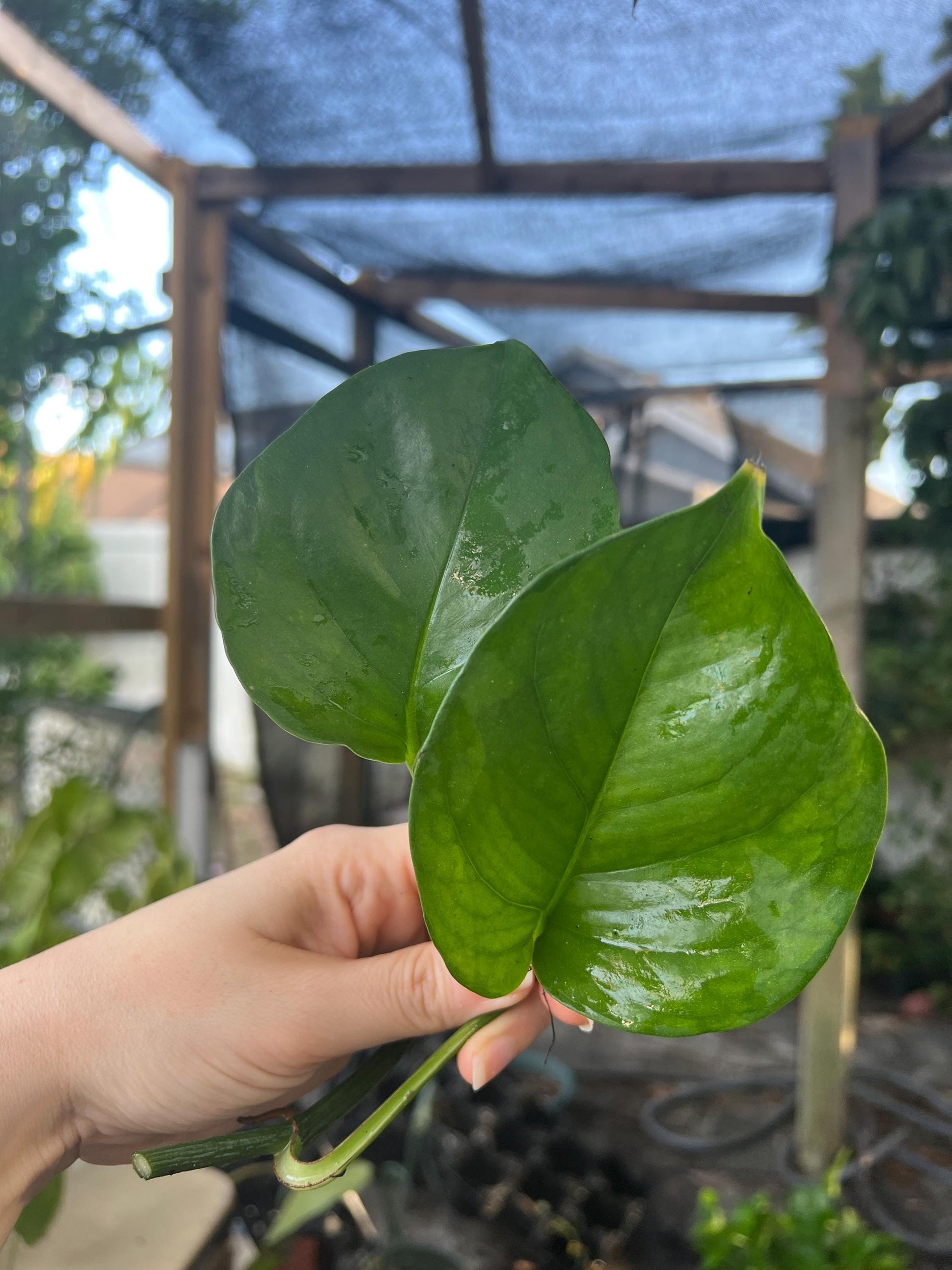 Greenjula Pothos Cutting | rare plants, plant cuttings for propagation, pothos cuttings