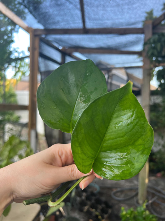 Greenjula Pothos Cutting | rare plants, plant cuttings for propagation, pothos cuttings