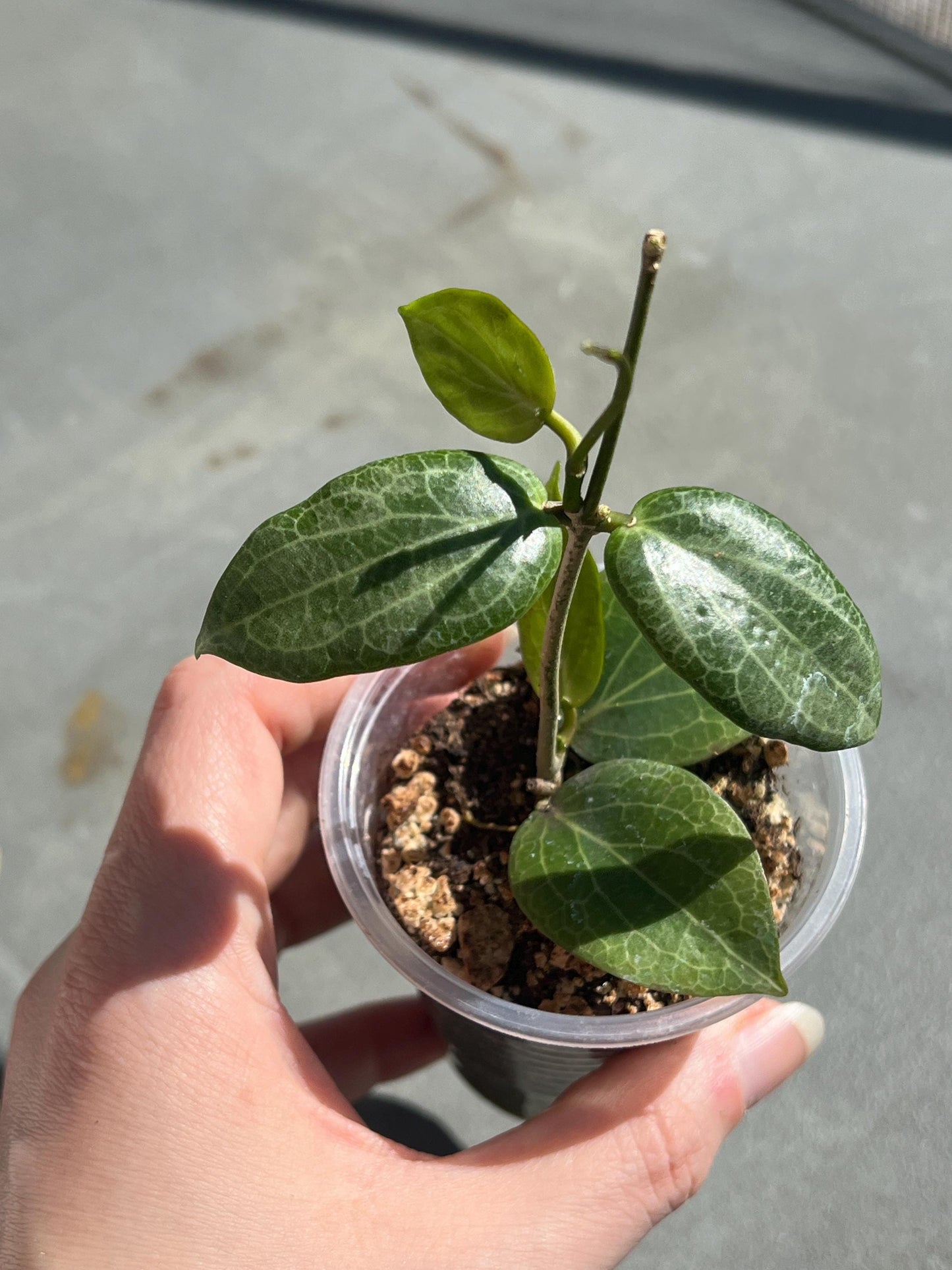 Hoya Fitchii 3” | hoya plant, pet-friendly, easy care plants, plant gift, starter plant