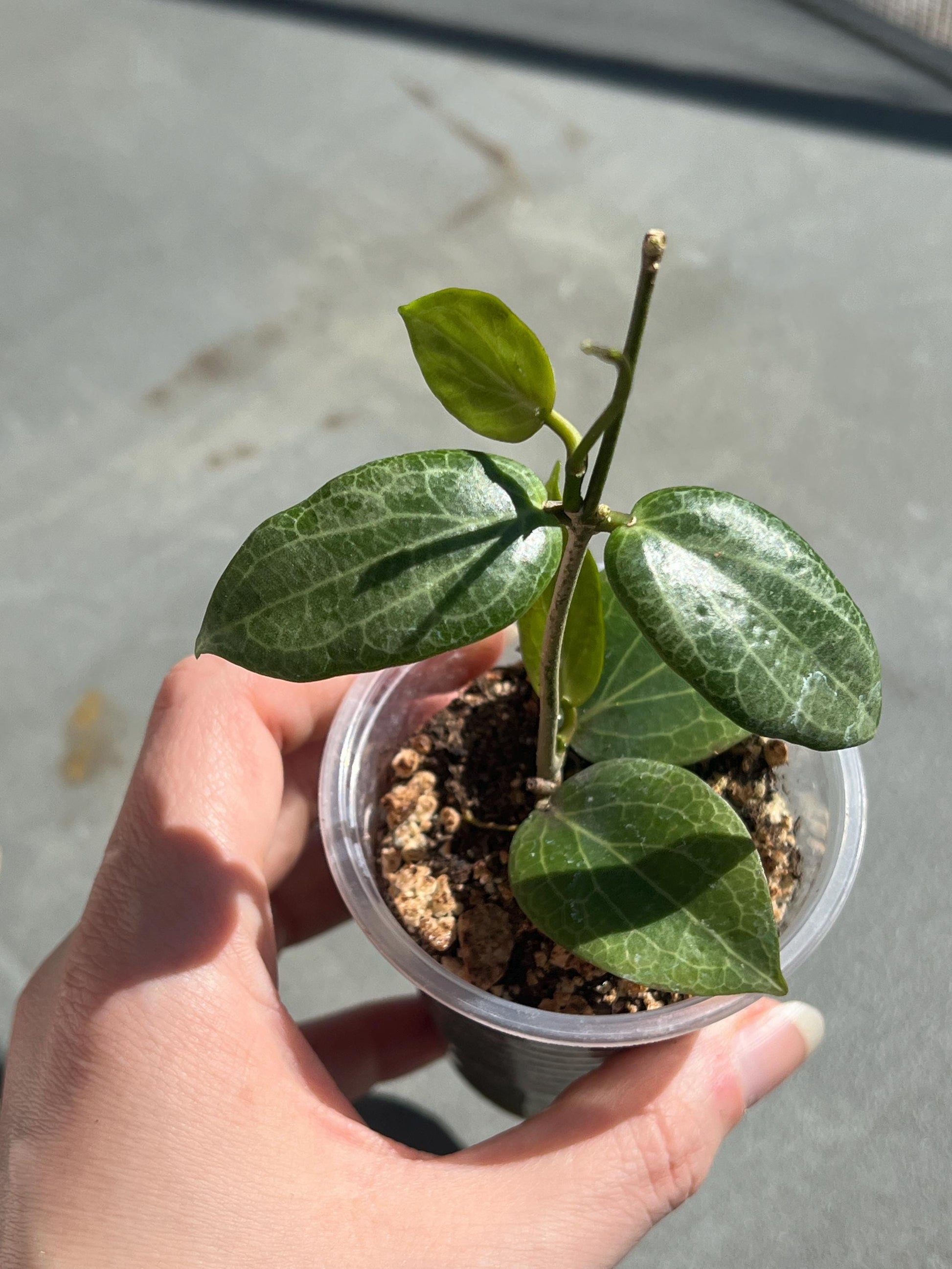 Hoya Fitchii 3” | hoya plant, pet-friendly, easy care plants, plant gift, starter plant