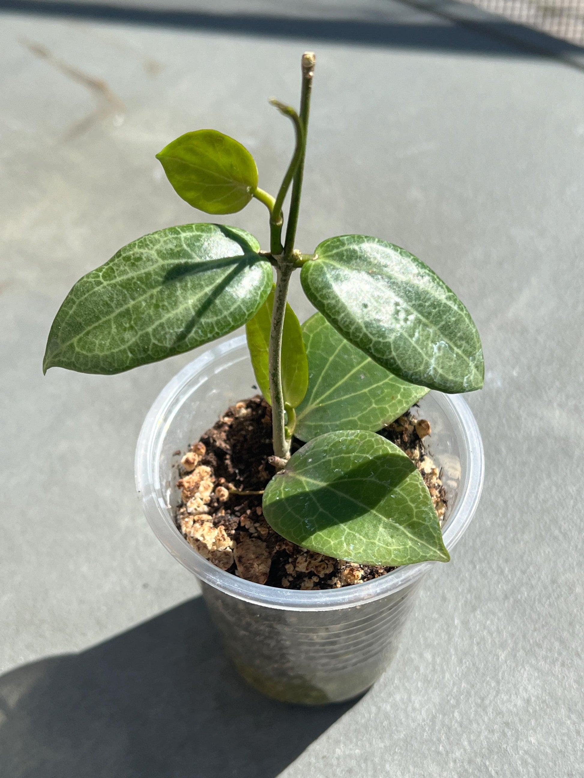 Hoya Fitchii 3” | hoya plant, pet-friendly, easy care plants, plant gift, starter plant