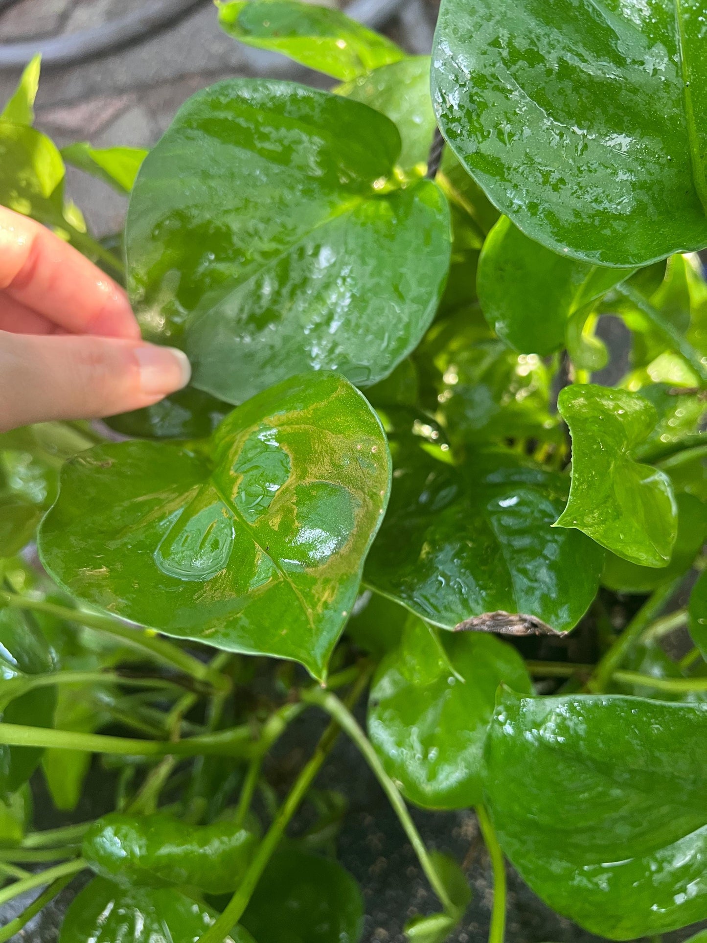 Greenjula Pothos Cutting | rare plants, plant cuttings for propagation, pothos cuttings