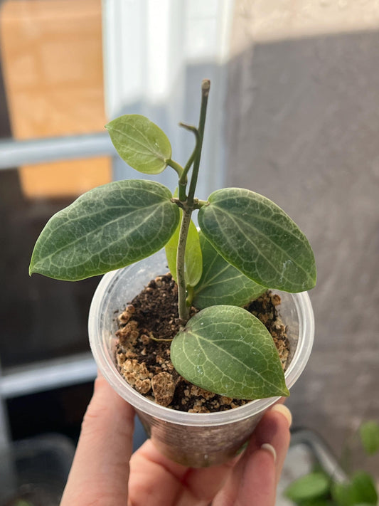 Hoya Fitchii 3” | hoya plant, pet-friendly, easy care plants, plant gift, starter plant