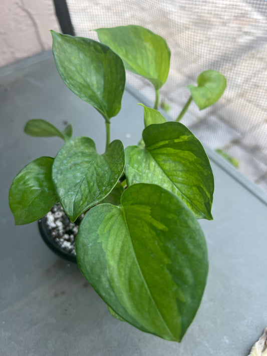 Lemon Top Pothos 4“ Plant, Live Plant, Epipremnum Lemon Top Rooted Plant