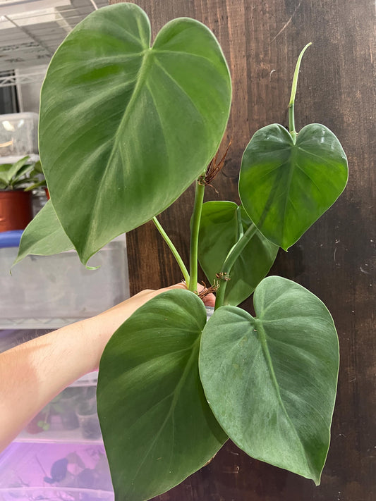 Giant Wild Heartleaf Philodendron Cutting | mature heartleaf cutting for propagation, live plant cuttings