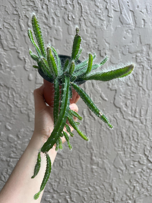 Dog Tail Cactus 4” Pot, Live Plant