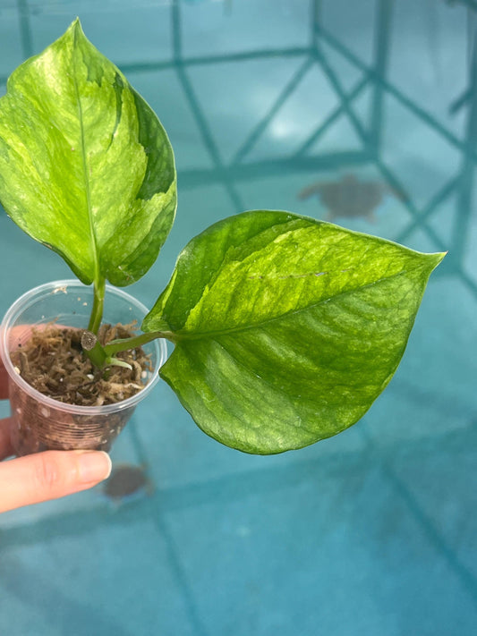 Lemon Top Pothos - Rooted in Moss, Live Plant, Epipremnum Plant, Variegated Pothos