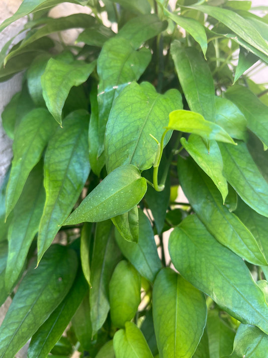 Skeleton Key Epipremnum Pinnatum, Unrooted Cutting, Gift for Plant Lovers, cutting for propagation