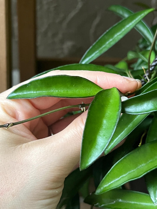 Hoya Wayetti Cutting for Propagation, Pet-Friendly Plant