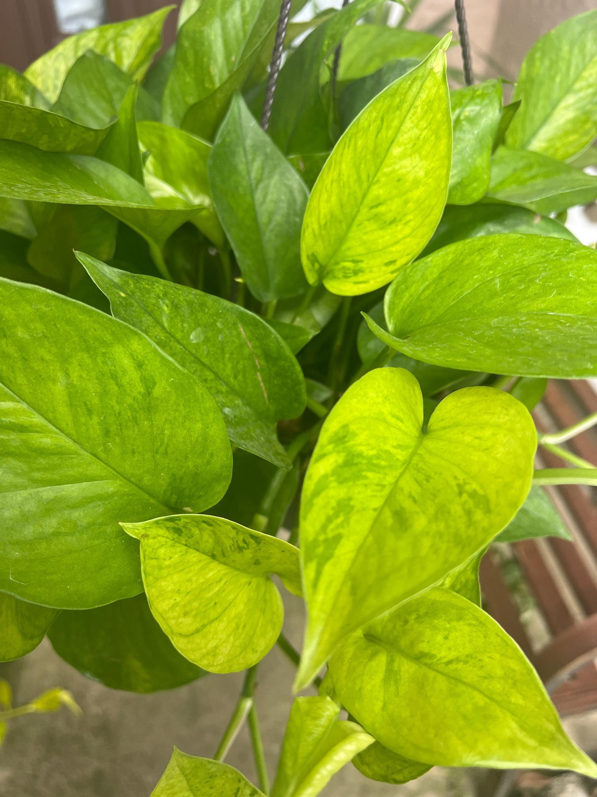 Jessenia Pothos Cutting | House plant cuttings, propagation, variegated cuttings