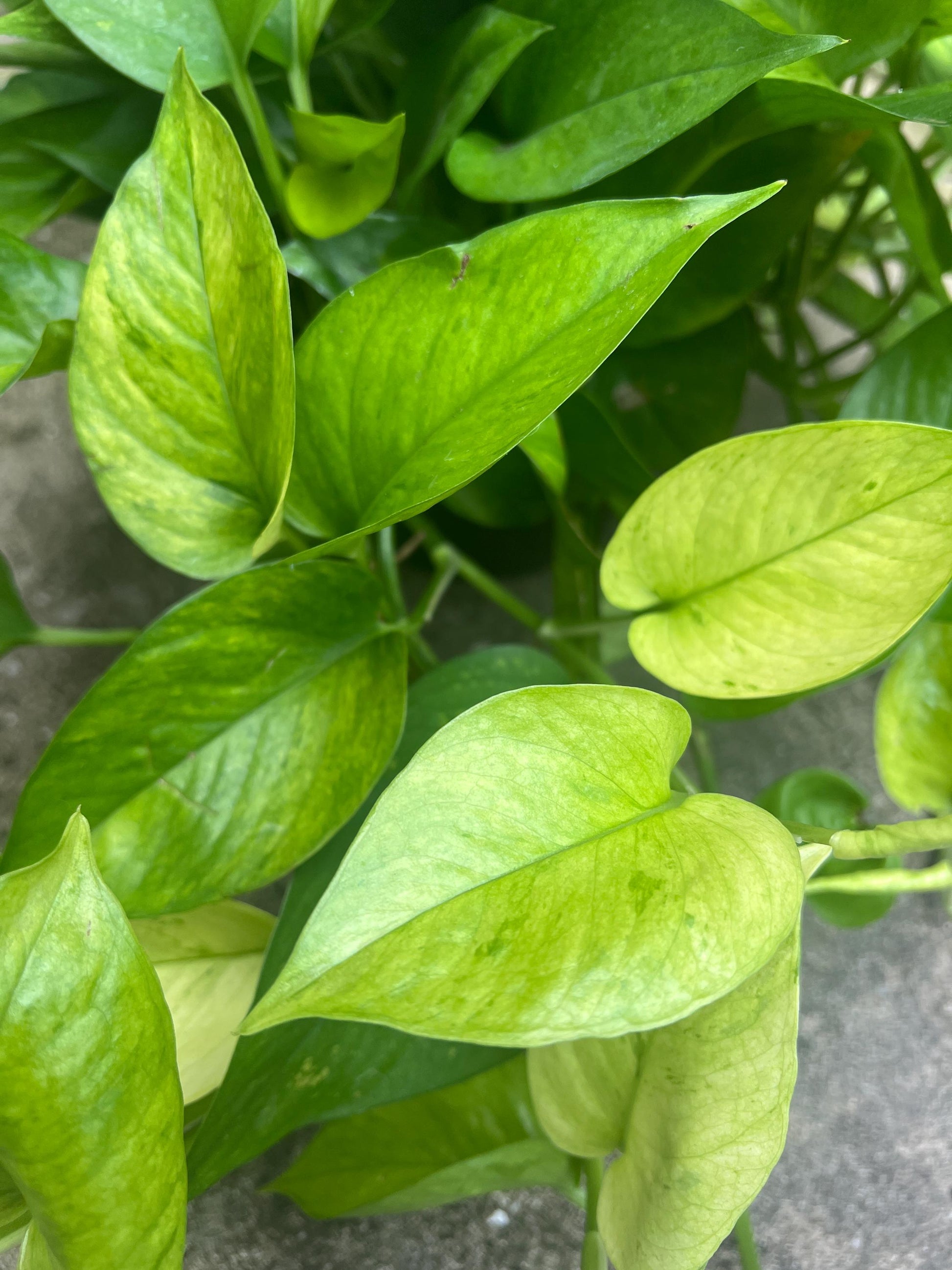 Jessenia Pothos Cutting | House plant cuttings, propagation, variegated cuttings