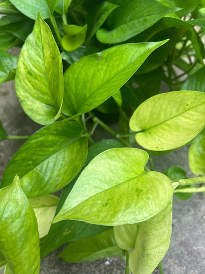 Jessenia Pothos Cutting | House plant cuttings, propagation, variegated cuttings