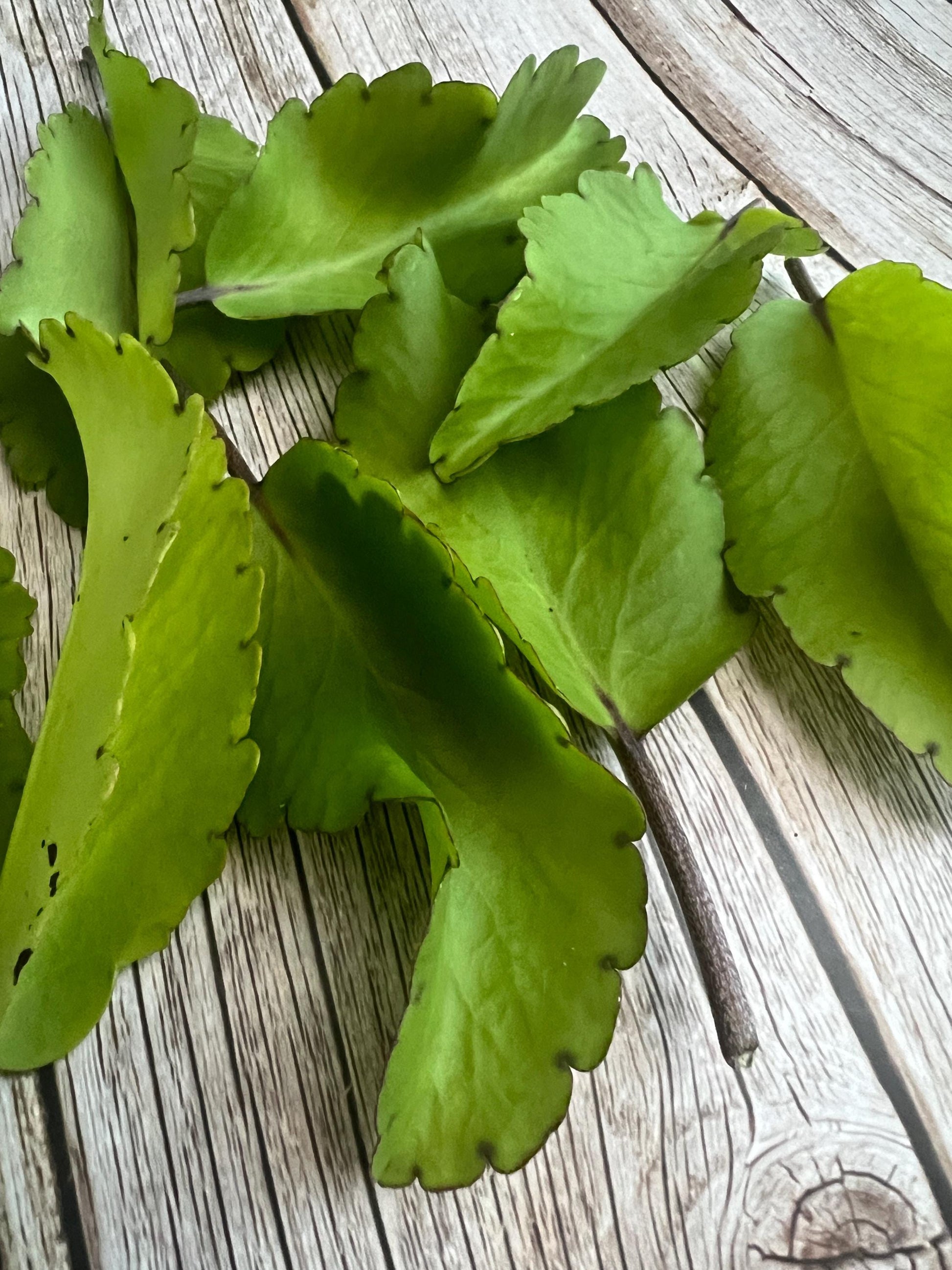 Kalanchoe Pinnata Leaves (15), Miracle Leaf, Leaf of Life, Goethe Plant, Cathedral Bells, Magic Bells Leaves, Organic Leaf of Life