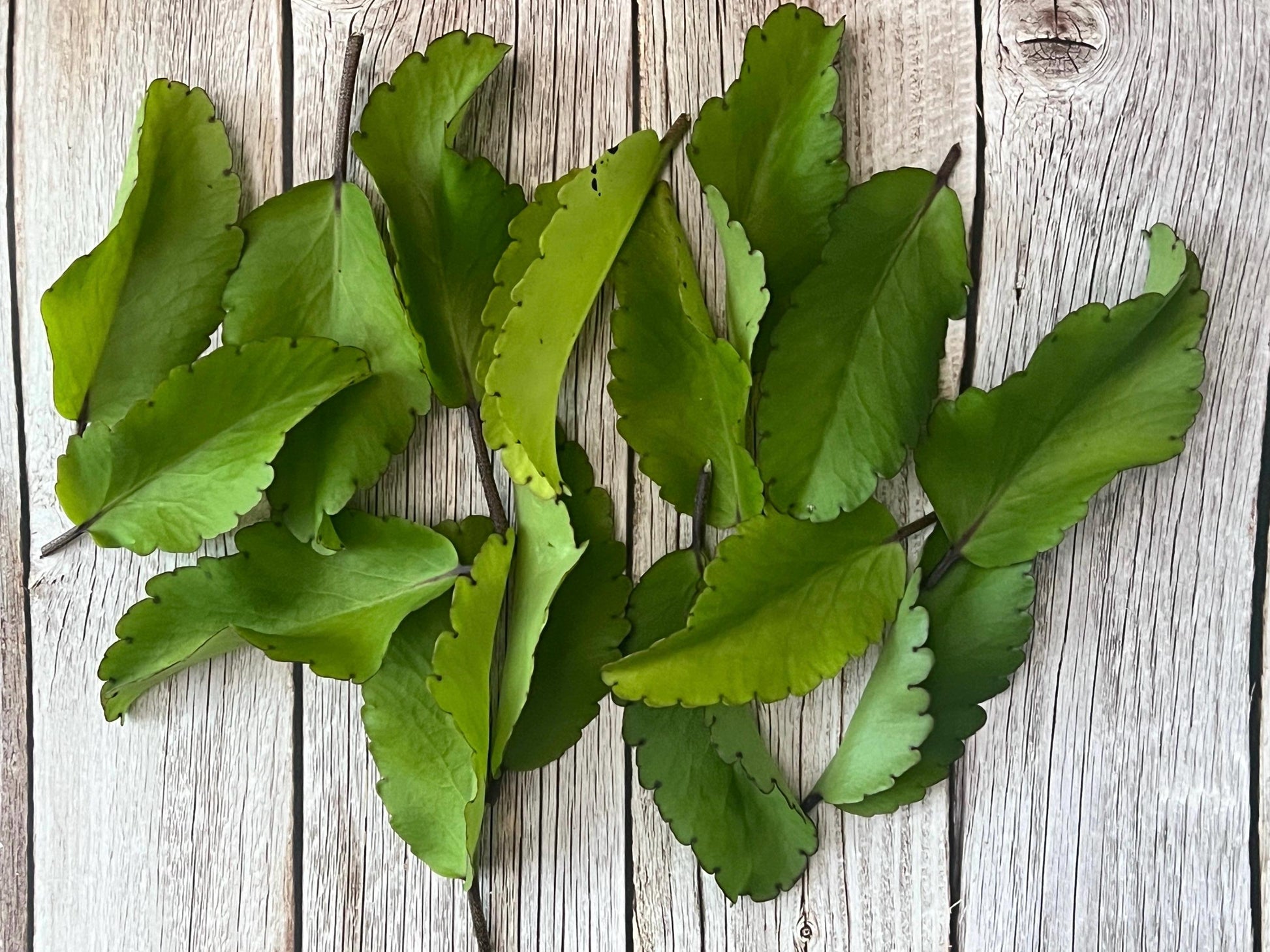 Kalanchoe Pinnata Leaves (15), Miracle Leaf, Leaf of Life, Goethe Plant, Cathedral Bells, Magic Bells Leaves, Organic Leaf of Life