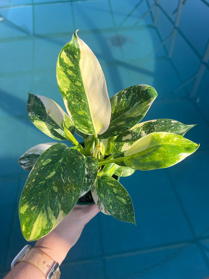 Philodendron Green Congo "Copper Flame", Philodendron Nuclear, Live Plant