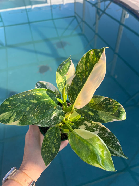 Philodendron Green Congo "Copper Flame", Philodendron Nuclear, Live Plant