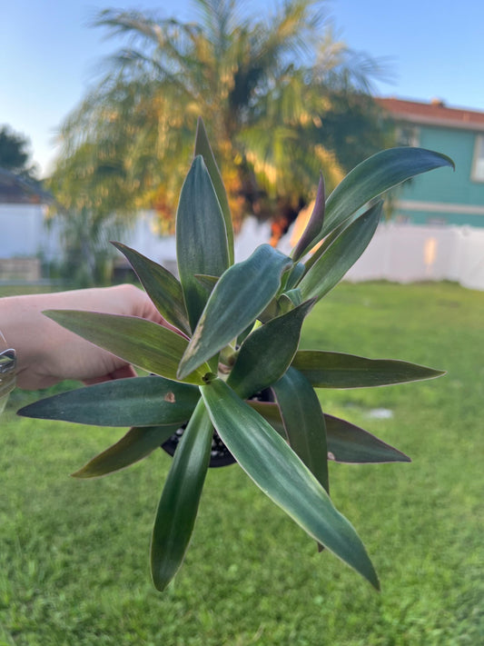 Oyster Plant 4” Plant, Moses in the Cradle, Boatlily Live Plant, Tradescantia Spathacea