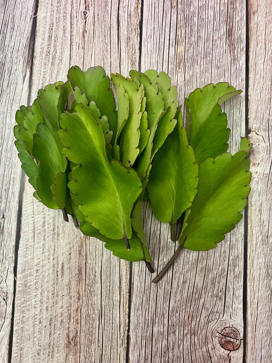 Kalanchoe Pinnata Leaves (15), Miracle Leaf, Leaf of Life, Goethe Plant, Cathedral Bells, Magic Bells Leaves, Organic Leaf of Life